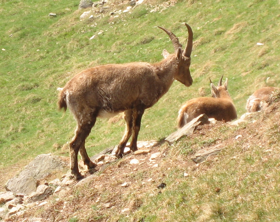 Des bouquetins au parc de Merlet en avril 2007 ; illustration de la faune printanière, sans confirmer une ouverture avant mai.