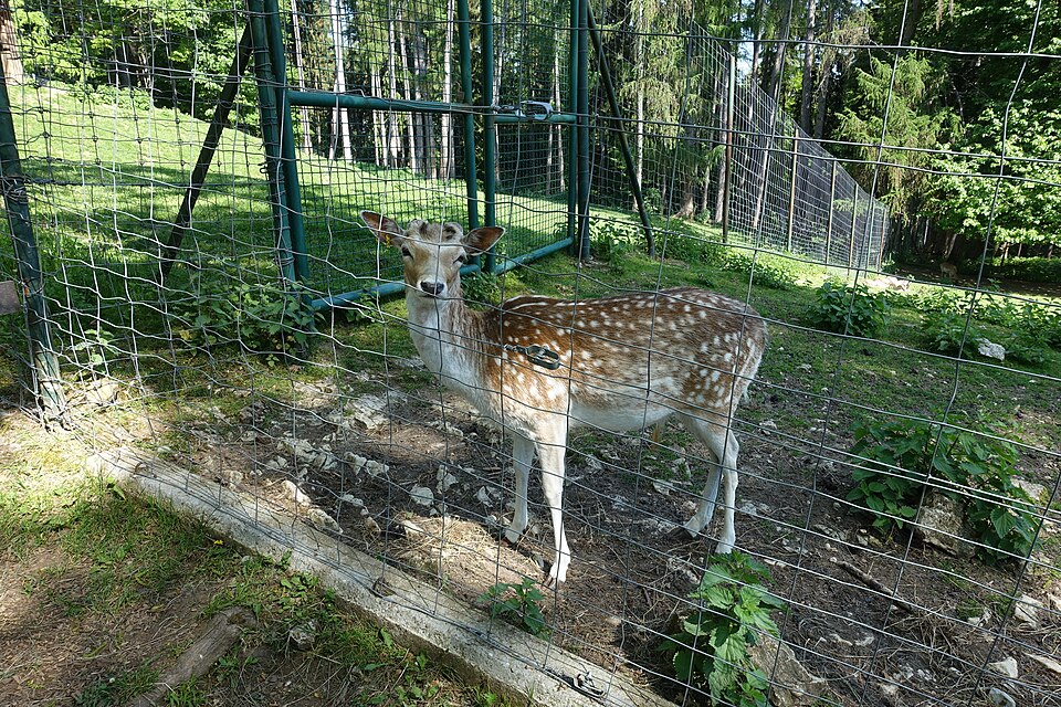 Le parc animalier de la Grande Jeanne au printemps.