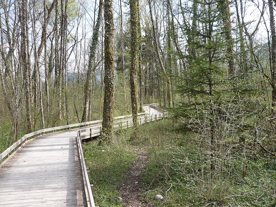 Cheminement dans la réserve du Bout-du-Lac au printemps.